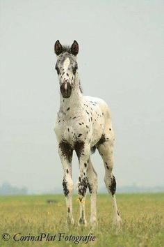 a white and black spotted horse standing in a field