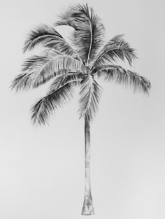 a black and white photo of a palm tree