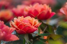 an orange and red flower with green leaves