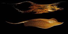 two different types of stingfish in the water with their tails curled back and long legs