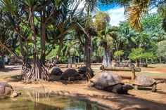 two large tortoises sitting next to each other on the ground near water and palm trees