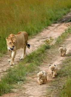 a lion and her cubs walking down a dirt road