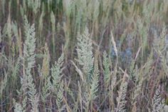 some very pretty plants in a big grassy field