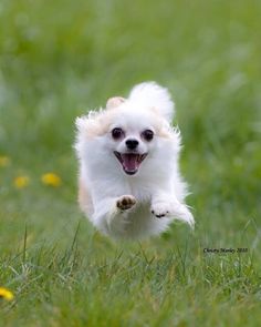 a small white dog running in the grass with its mouth open and tongue out,