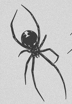 two black and white images of a spider