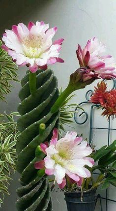 some pink and white flowers are in a pot