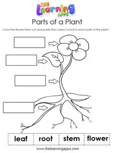 the parts of a plant worksheet for kids to learn how to write and draw