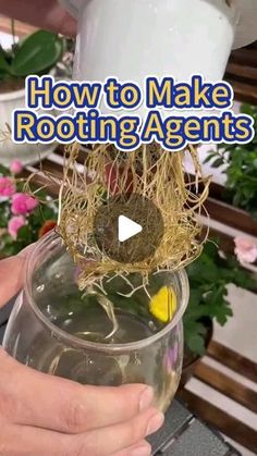 someone is holding a glass with some plants in it and the words how to make rooting agent