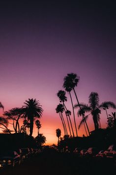 palm trees are silhouetted against a purple sky