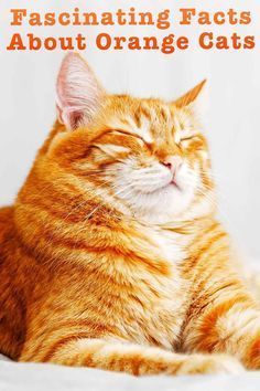 an orange cat with its eyes closed and the caption fascinating fact about orange cats