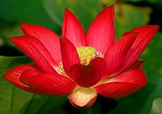 a pink lotus flower with green leaves in the foreground and a yellow bug on it