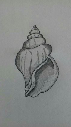 a pencil drawing of a sea shell