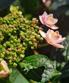 some pink flowers and green leaves on a sunny day