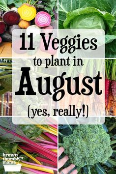 various vegetables with the words 11 veggies to plant in august yes, really