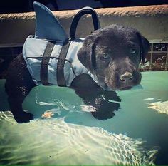 a dog wearing a shark costume in the water