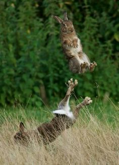 a cat jumping up into the air to catch a dog