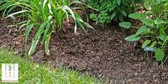 the garden is full of mulch and grass, with plants growing out of it