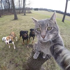 three dogs and a cat are standing in the grass next to a tree trunk, one is looking at the camera