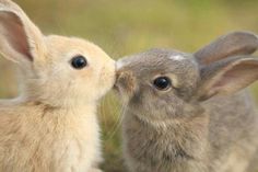 two small rabbits are kissing each other in the middle of an open field with grass