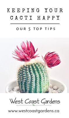 a cactus in a pot with the words keeping your cacti happy our top tips