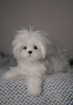 a small white dog sitting on top of a bed