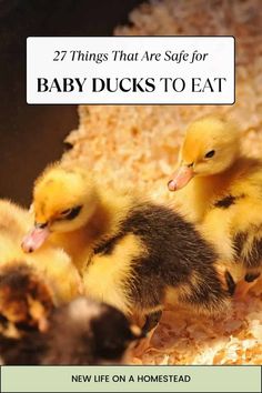 three baby ducks sitting in the middle of a pile of hay with text overlay that reads 27 things that are sure for baby ducks to eat