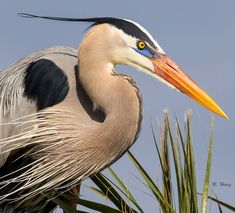 a large bird standing on top of a palm tree