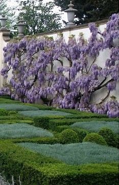 an ornamental garden with purple flowers growing on the wall and green grass in the foreground