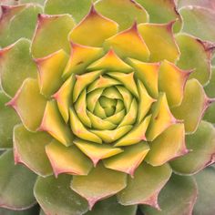 a green and yellow flower with red tips on it's center is seen from above