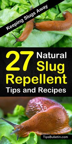 slugs crawling on lettuce with the title 27 natural slug repellent tips and recipes