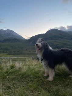 Bearded collie, norwegian highlands. Brego the beardie Quick Saves