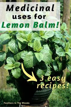 Uses For Lemon Verbena, How To Use Lemon Balm Leaves, What To Do With Lemon Balm Leaves, Lemon Balm Tincture Benefits, Lemon Balm Salve Recipe, Uses For Lemon Balm, Lemon Balm Benefits, Lemon Balm Uses