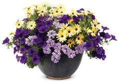 a vase filled with lots of purple and yellow flowers