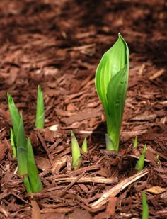 small green plants growing out of the dirt on the ground in front of some brown mulch