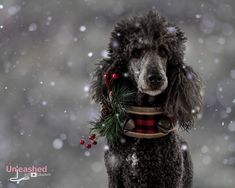 a black poodle sitting in the snow with a christmas decoration around its neck and collar