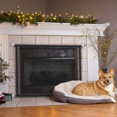 a corgi dog laying on his bed in front of the fireplace with christmas decorations