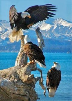 three bald eagles perched on dead tree stumps near the water with mountains in the background