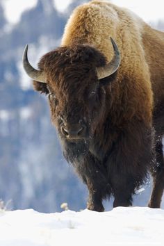 an adult bison standing in the snow