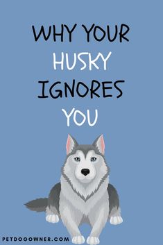 Why your Husky ignores you and how to stop it Dog Behaviorist, A Husky, Husky Puppy