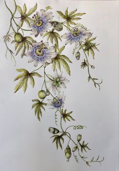 a drawing of flowers and leaves on a white background