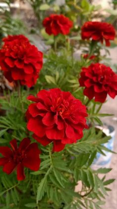 some red flowers are in a black vase