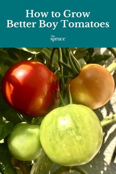 tomatoes and green peppers growing on the plant with text overlay how to grow better boy tomatoes