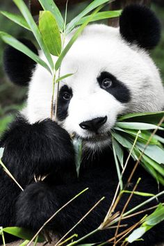 a panda bear sitting on top of a lush green forest next to tall grass and bamboo leaves