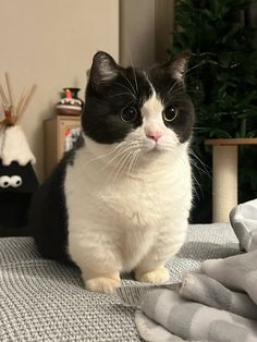 a black and white cat sitting on top of a bed next to a christmas tree