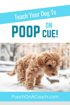 a small dog standing in the snow with text overlay teach your dog to poop on cue