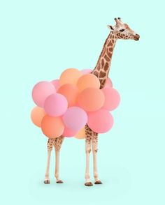 a giraffe standing in front of a blue background with pink and orange balloons