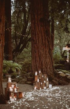 candles are lit in the middle of a forest