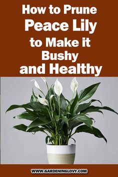 a potted plant with white flowers in it and the words how to prune peace lily to make it bushy and healthy