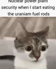 a cat looking up at the camera with caption that reads nuclear power plant security when i start eating the uranam fuel rods