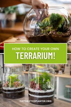 how to create your own terrarium with the help of three different types of plants